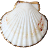 Shell #4