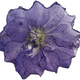 Purple Pressed Flower Pendant P010